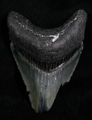 Bargain Megalodon Tooth - Florida #5457